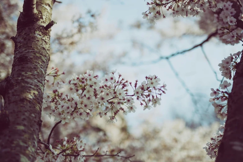 there are two trees with pink flowers on it