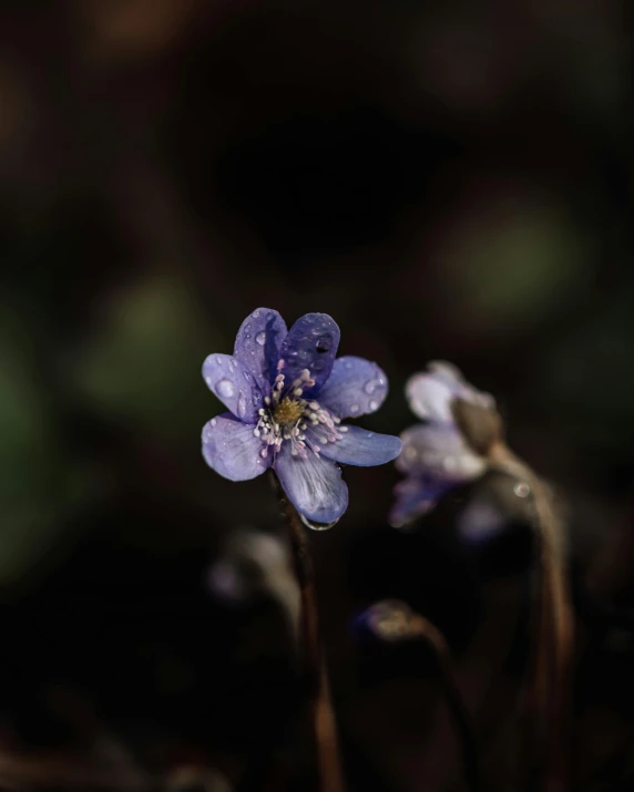 an image of two small blue flowers