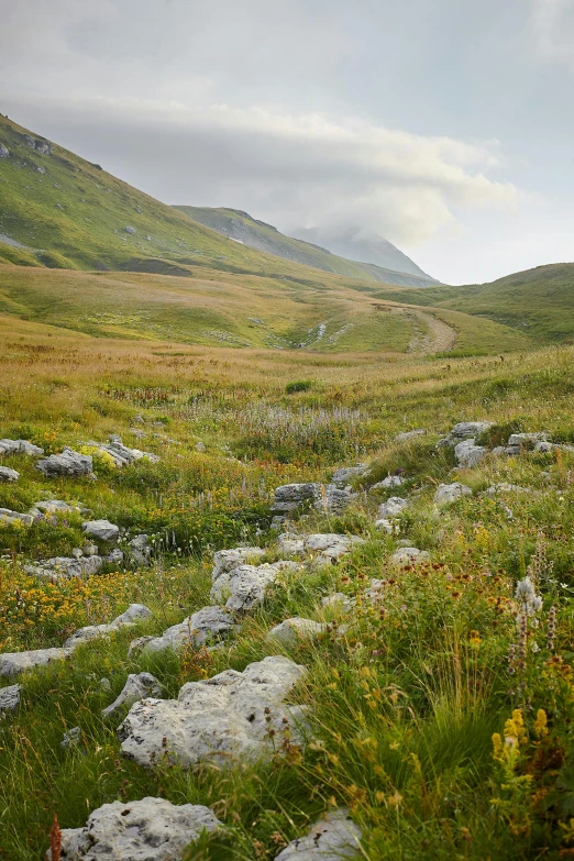 a grassy field with flowers and rocks on it