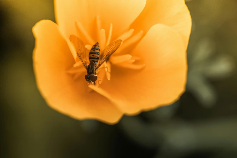 a yellow flower with a bee inside of it