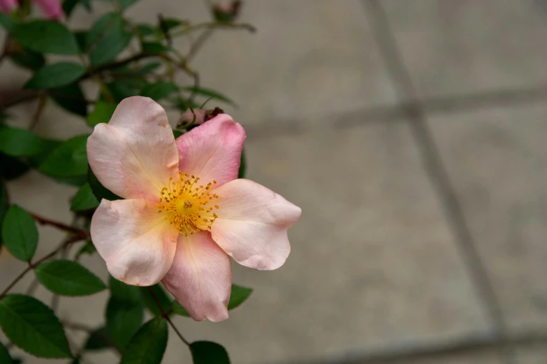 the flower is blooming near some green leaves