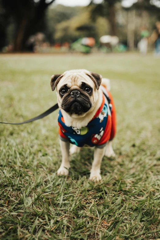 a pug dog is wearing a t - shirt and leash