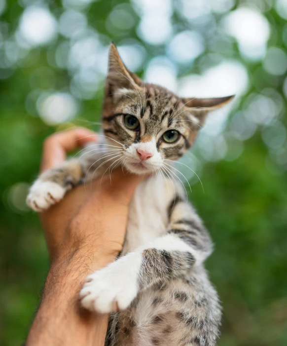 someone holding a kitten up with it's paw