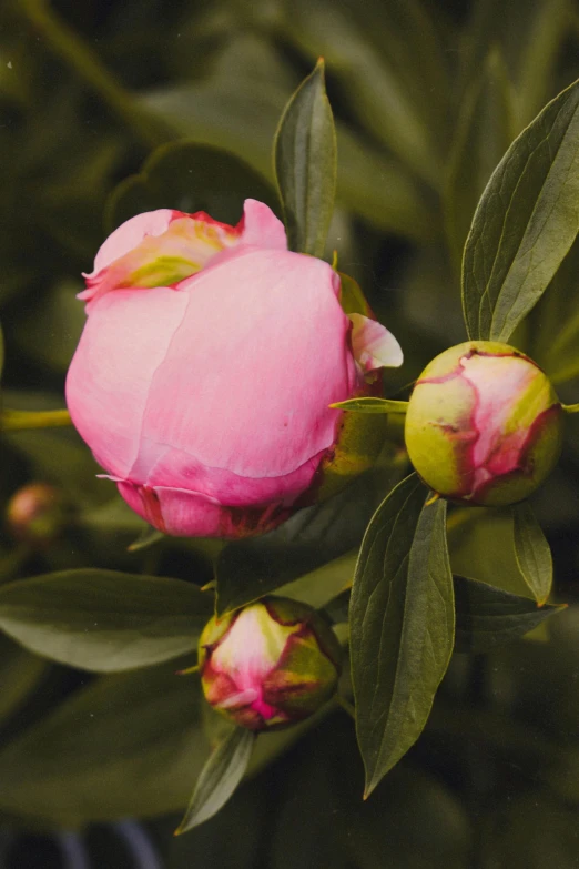 pink rose with buds on green leaves of tree