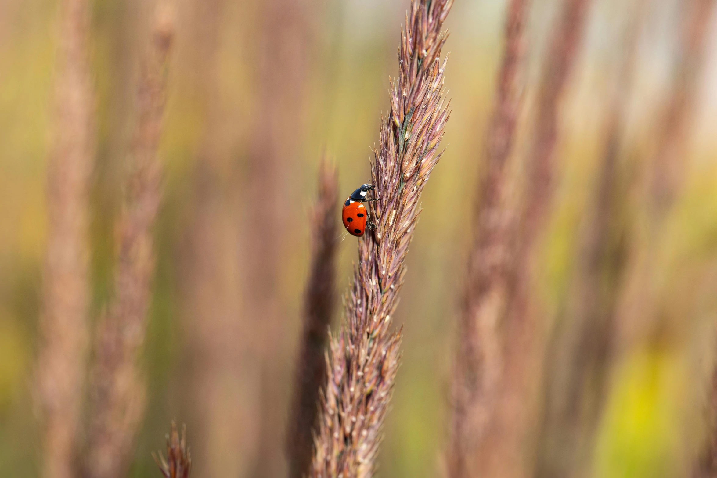 a bug sitting on a tall brown stalk