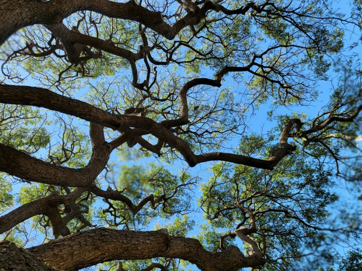 view up into the canopy of a tree