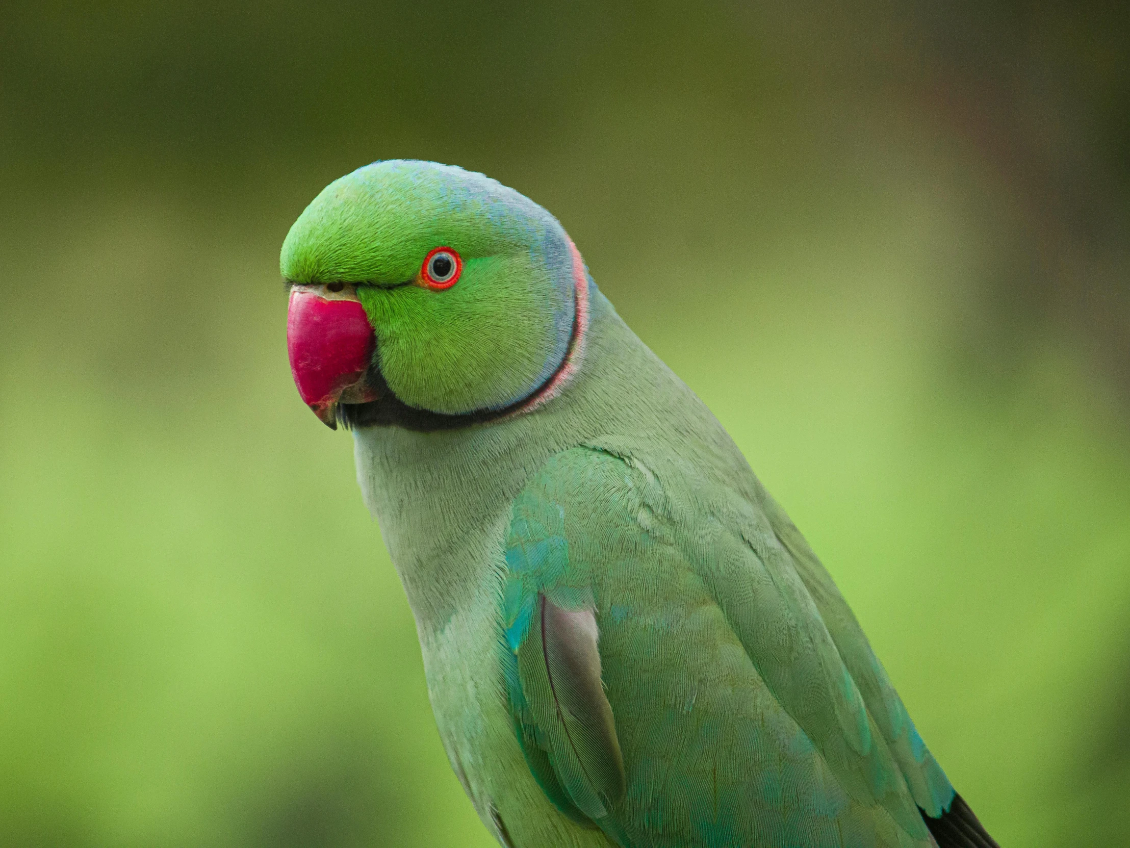 a green bird is standing on a limb