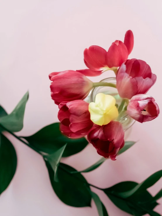 red, yellow and white tulips in a glass vase