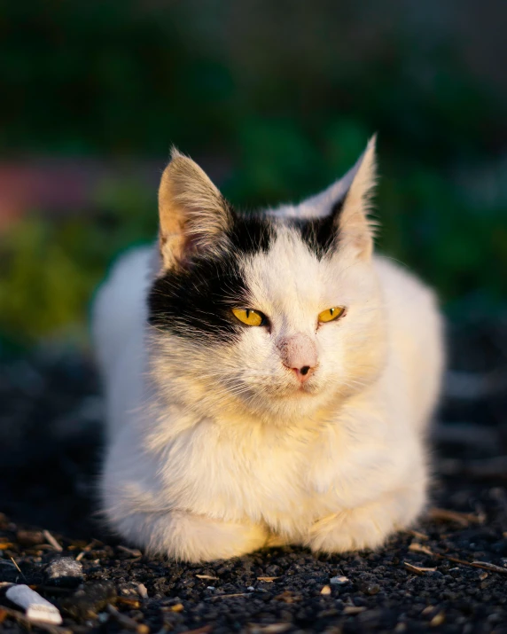 a white and black cat with yellow eyes laying down