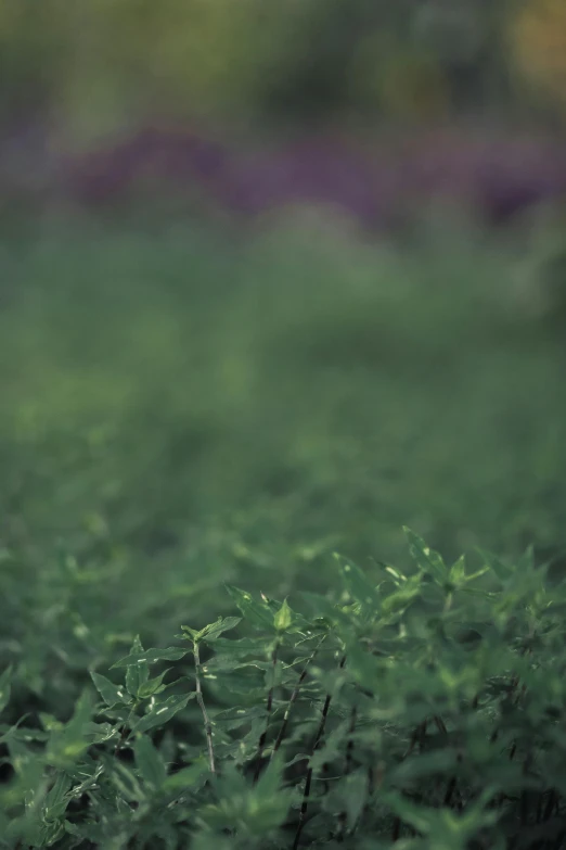 a teddy bear sits among the green grass