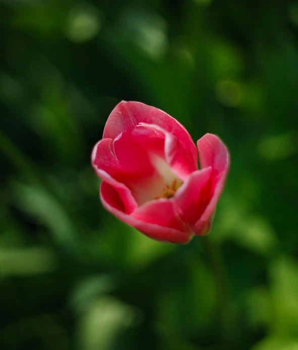 the inside of a flower bud of a tulip