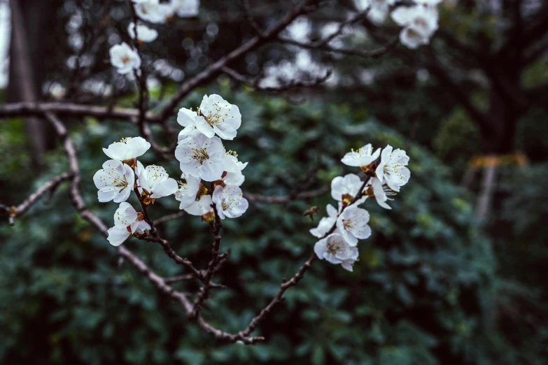 a nch with white flowers near some trees