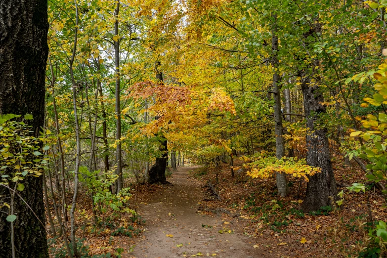 a narrow pathway surrounded by trees during the fall