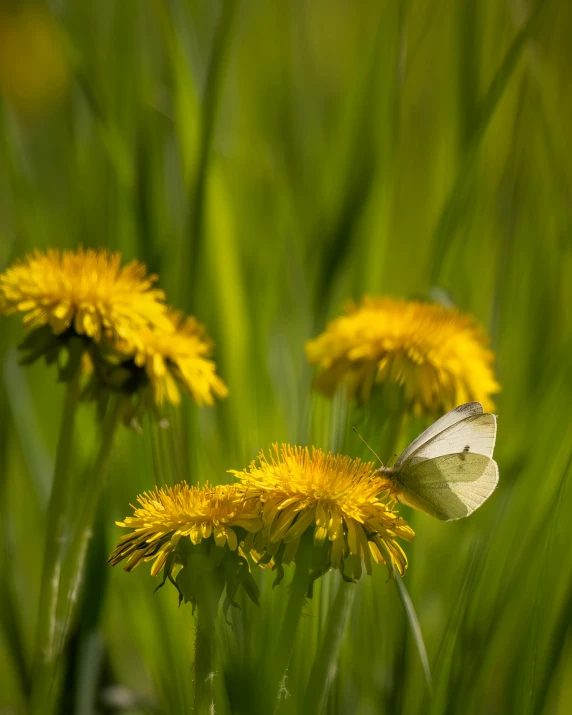 a white erfly is sitting on some yellow dandelions