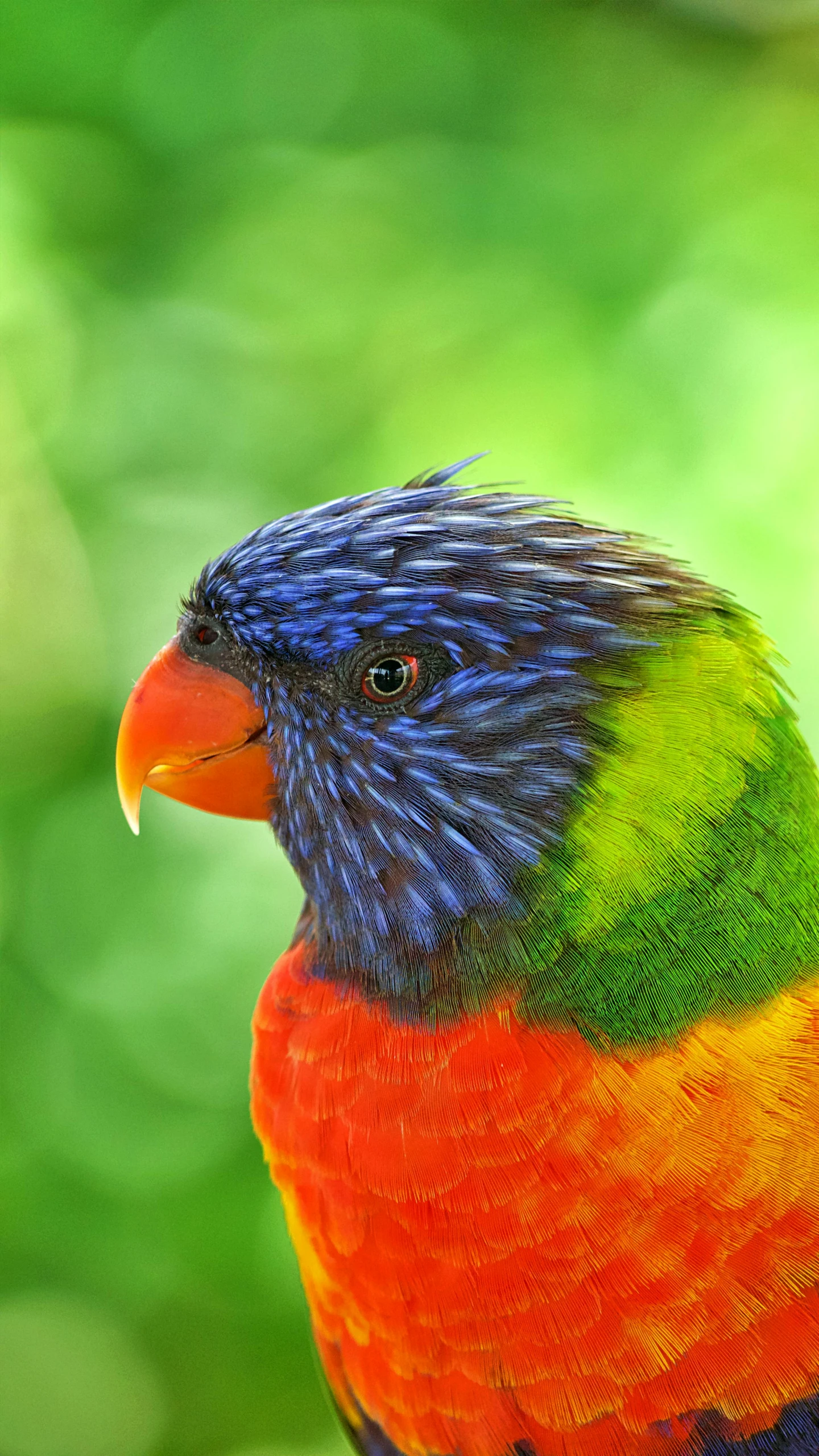 the rainbow bird is standing on a wooden nch