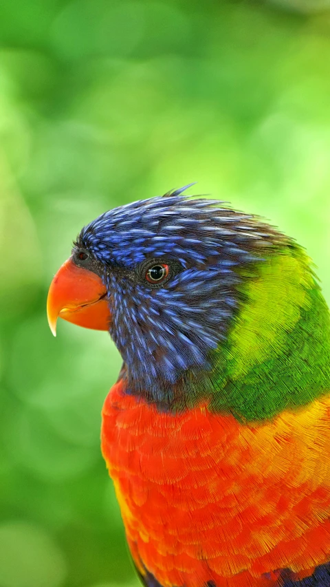 the rainbow bird is standing on a wooden nch