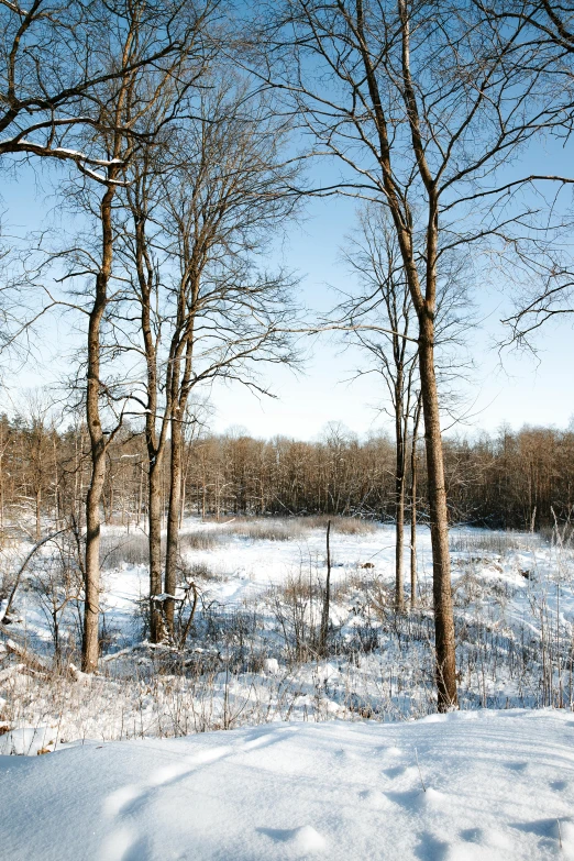 trees in winter near some snow covered ground