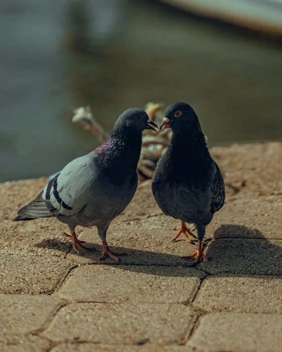 the two birds are standing close to each other