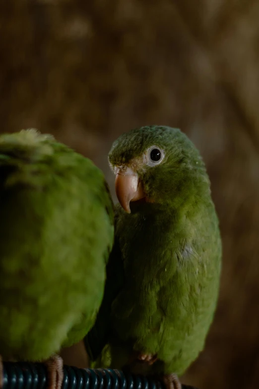 two birds sitting on top of each other