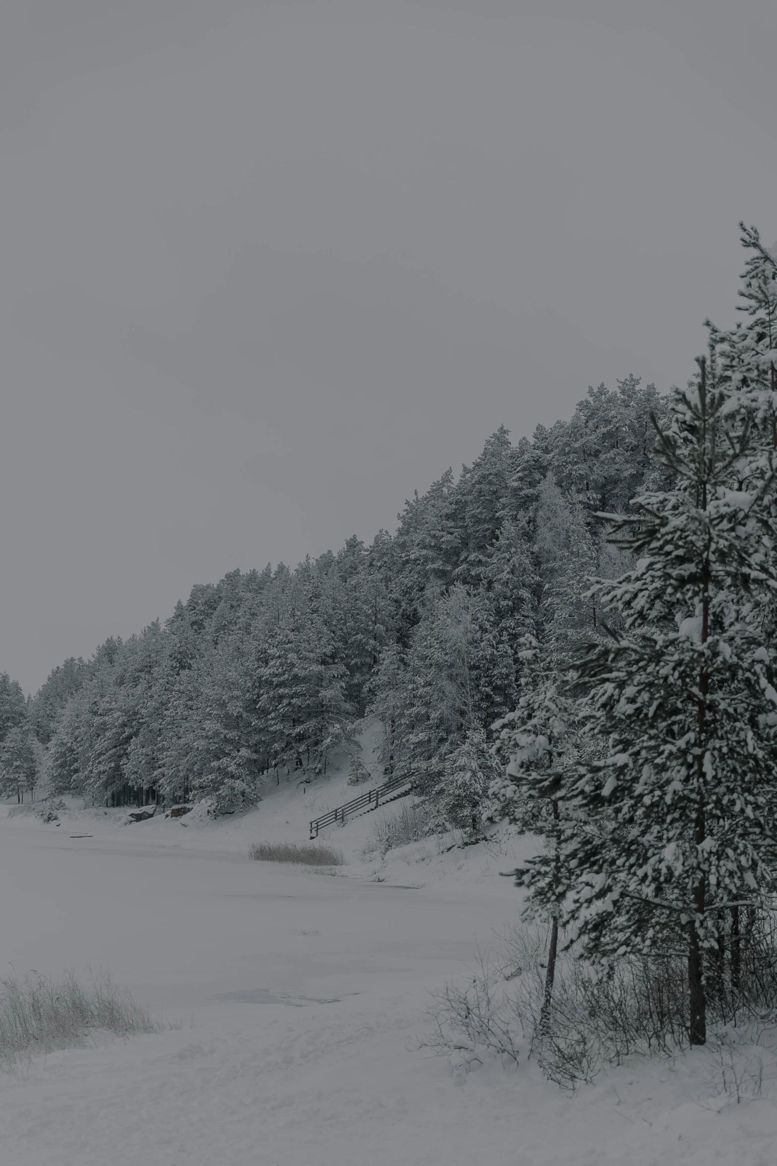 a road is surrounded by snow and tall trees