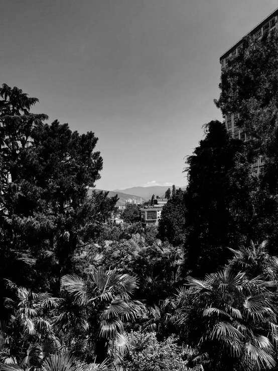 trees are in silhouette against the sky and mountains