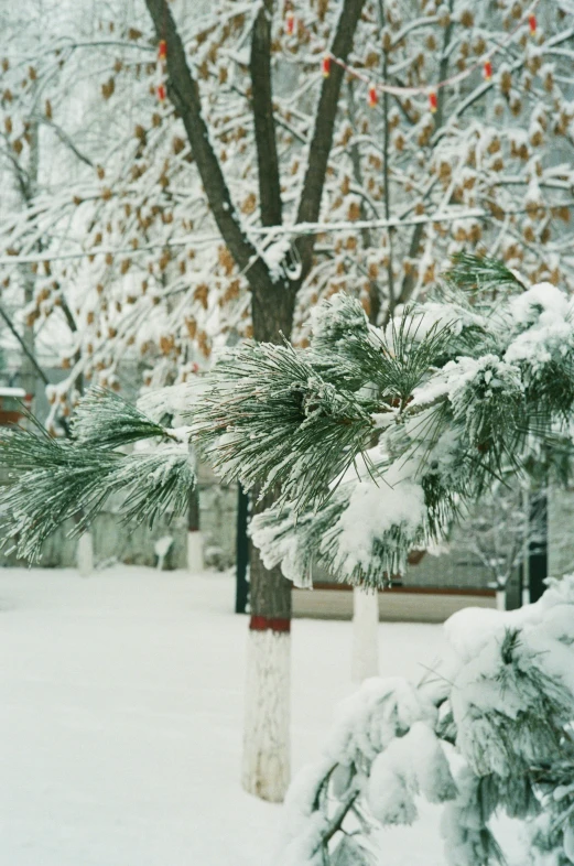 snow is covering the nches of trees in a residential area