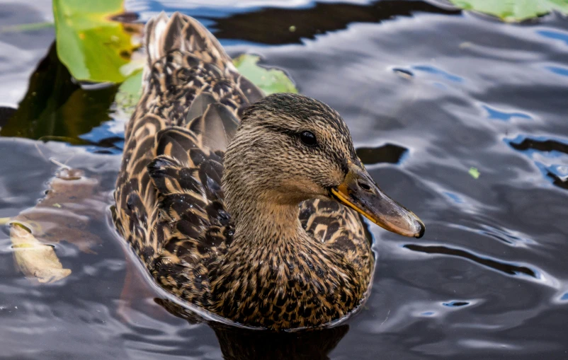 a duck that is swimming on some water