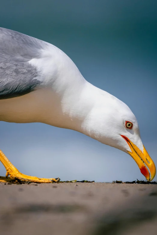 a seagull has orange beaks and yellow feet