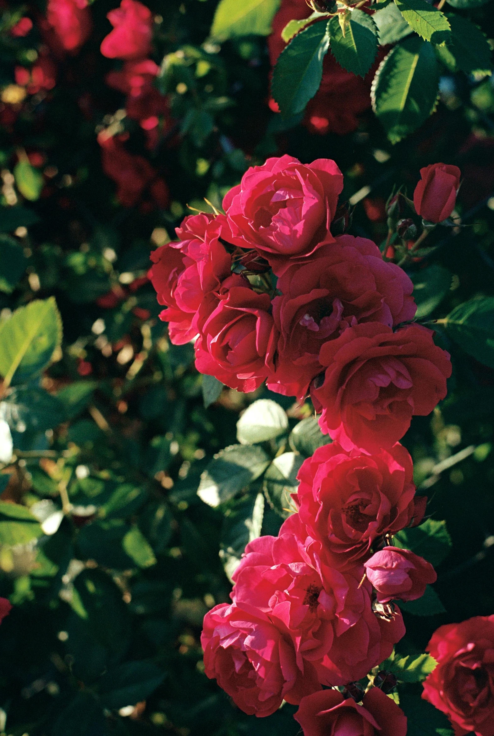 bright red roses bloom on a nch near some trees