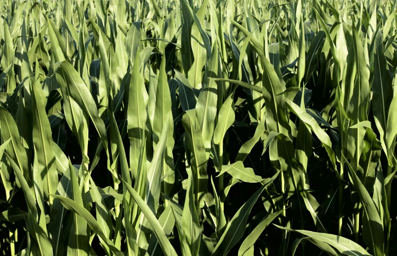 the field is full of large green leaves