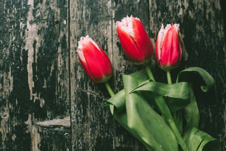 three red tulips are on a wood background