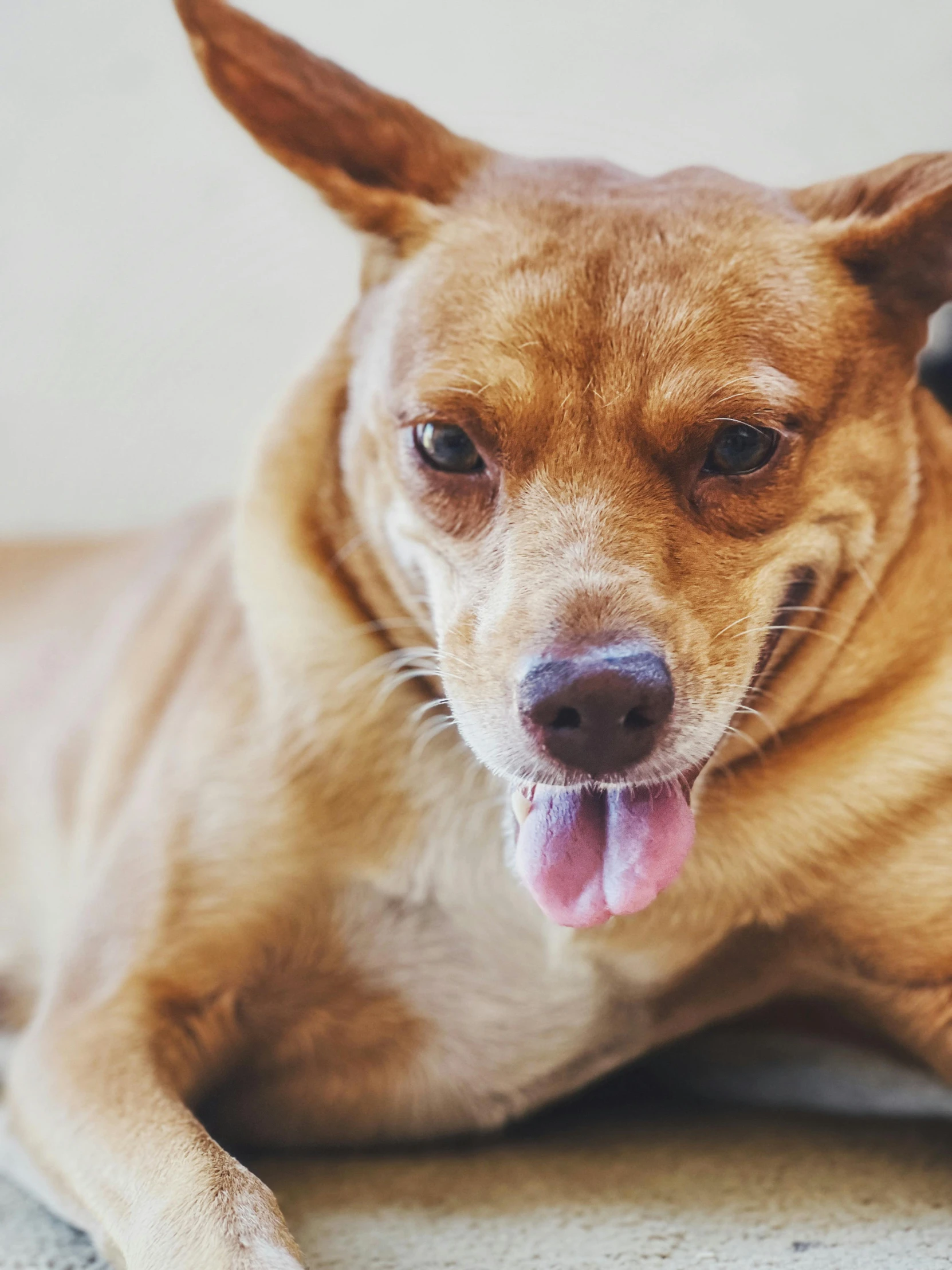 an adorable brown dog laying on the floor