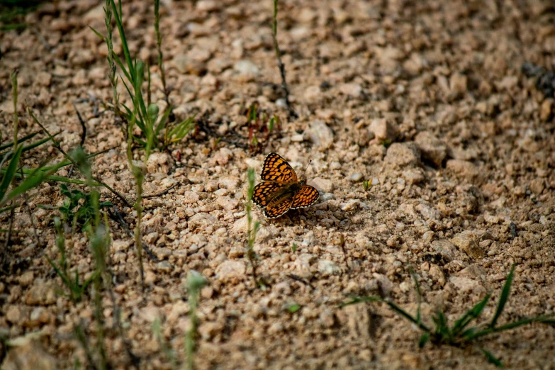 a small brown and orange erfly is on a small patch of dirt