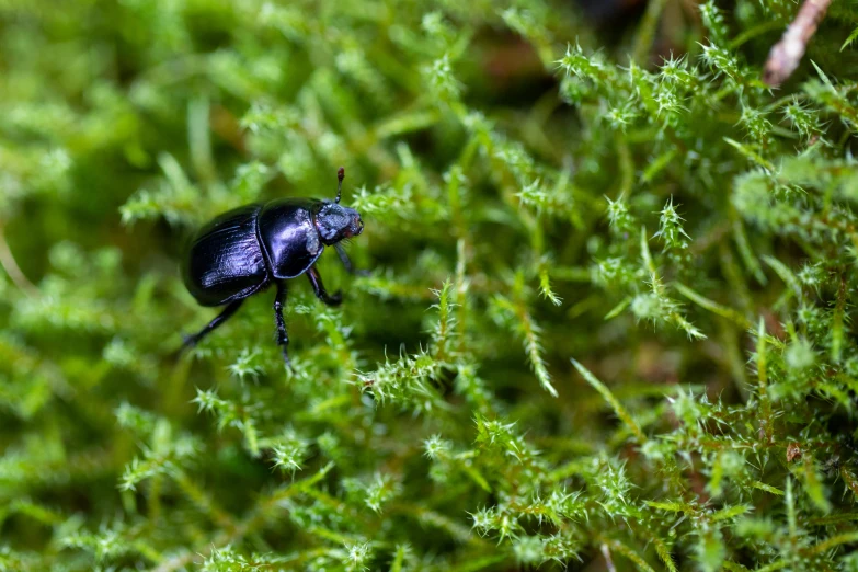 a bug sitting on some green plants in a grassy area