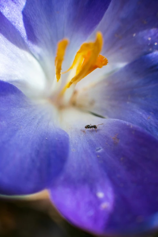 a small bug sits in a blue flower