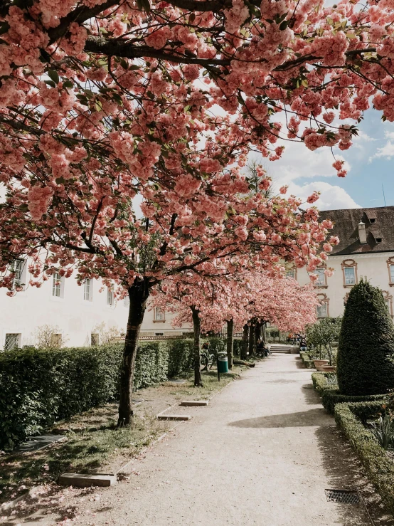 trees with pink flowers lined up along the sidewalk