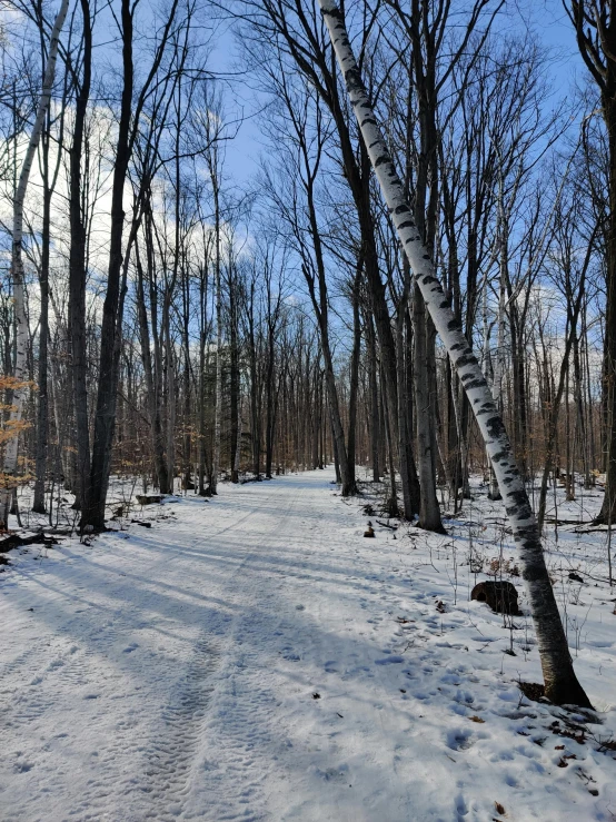 a trail splits through a snowy wooded area