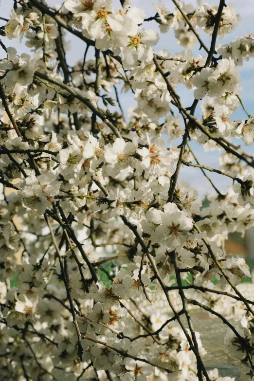 white flowers bloom on the nches of a cherry tree
