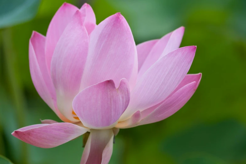 a pink lotus blooming on a sunny day