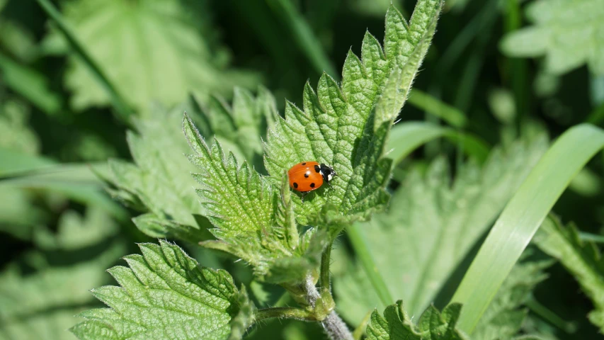 small red bug on green leafy plant with large leaves