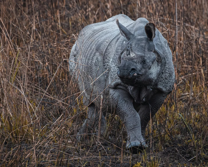 a rhino is walking in a grassy area