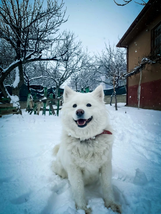 a white dog sitting in the snow in a backyard