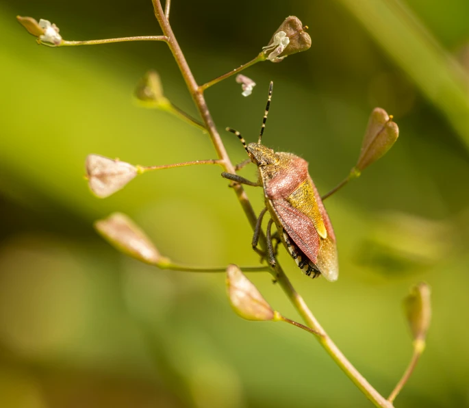 the small insect is perched on a small stick