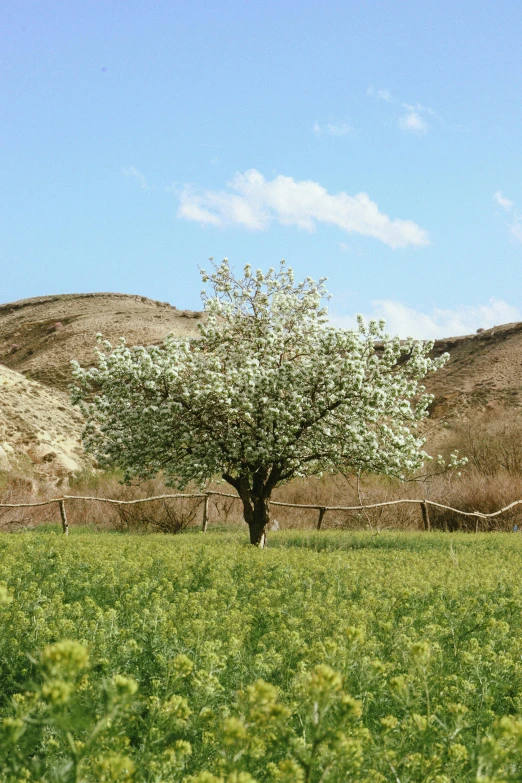 a large tree in a large open field