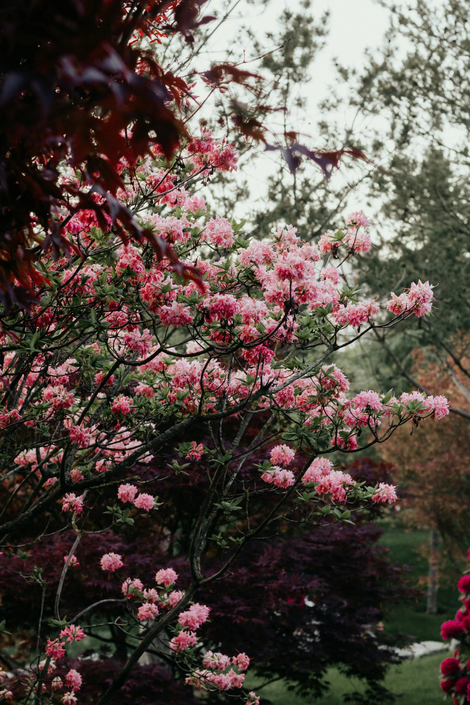 an umbrella hanging over a flowering tree