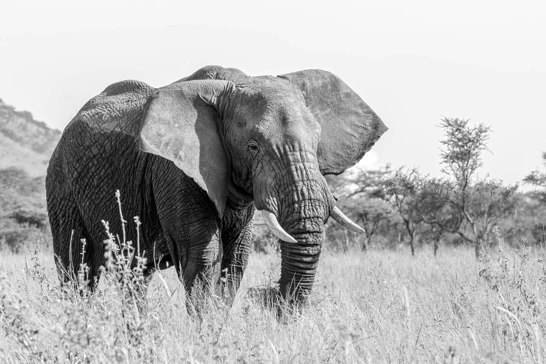 an elephant standing in a field with tall grass