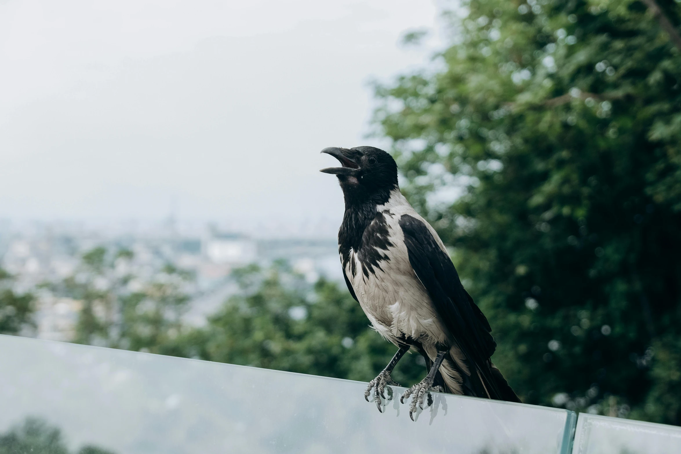 a bird with black wings on top of the fence