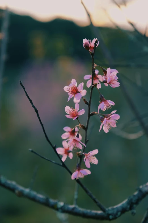 a pink blossomed tree nch against a blue and green background