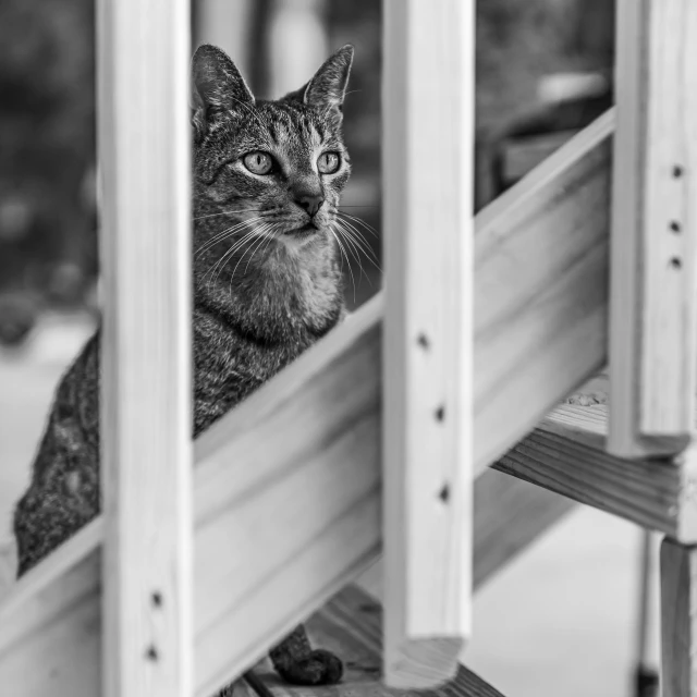 a grey and white cat staring at the camera