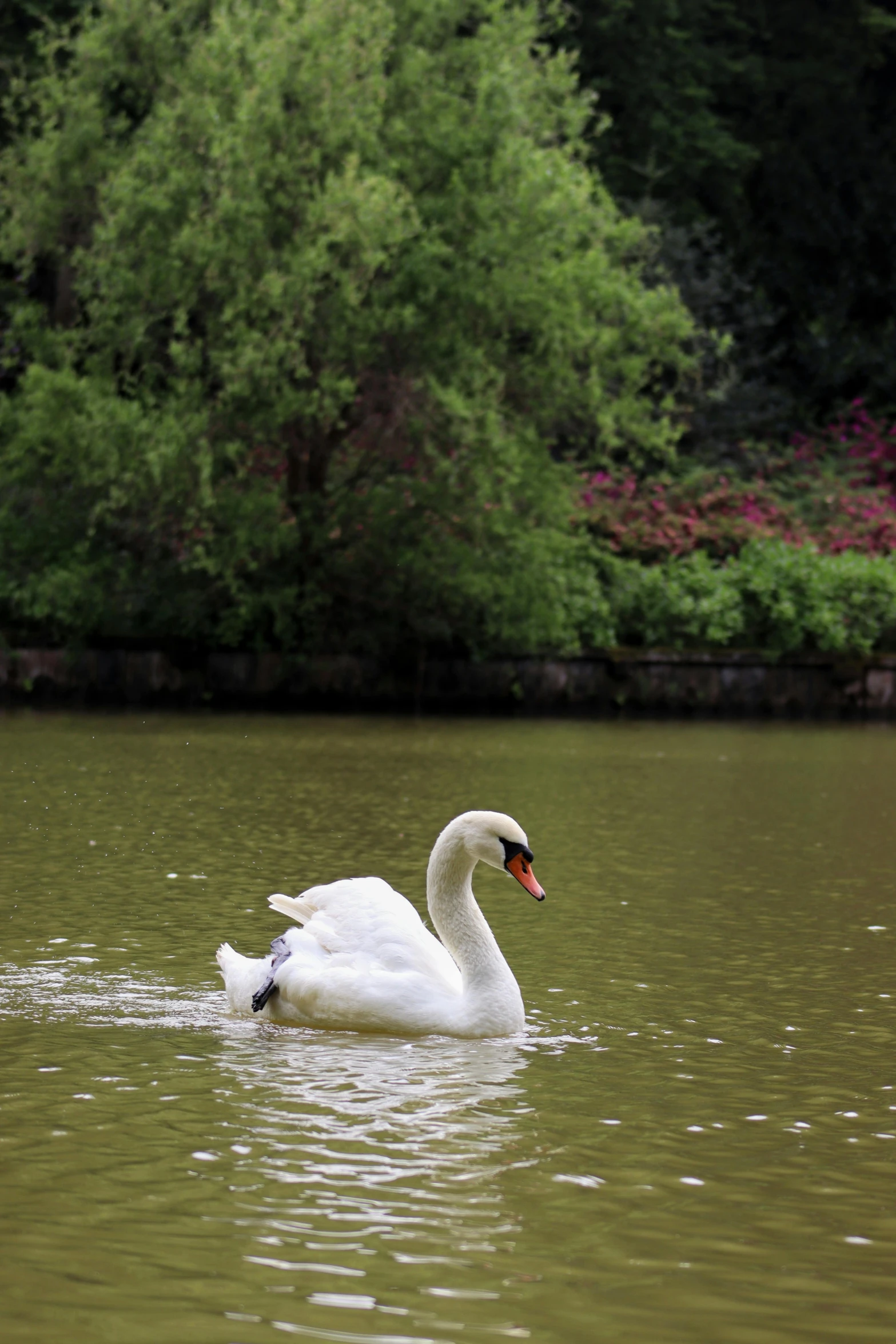 a white swan swims in the water surrounded by greenery